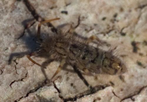 Réf. 317 155 : Orchesella villosa
